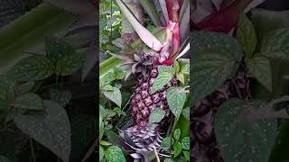 pineapple  🍍🍍🍍🍍,#shorts #garden