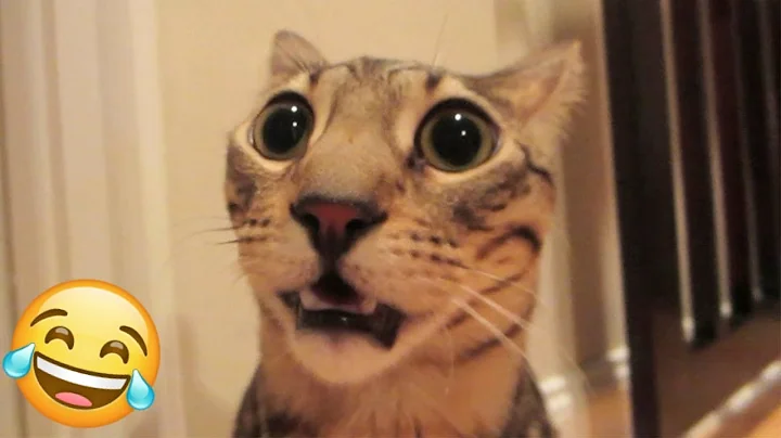 Video 4032891: compilation best animals, funny cats dogs