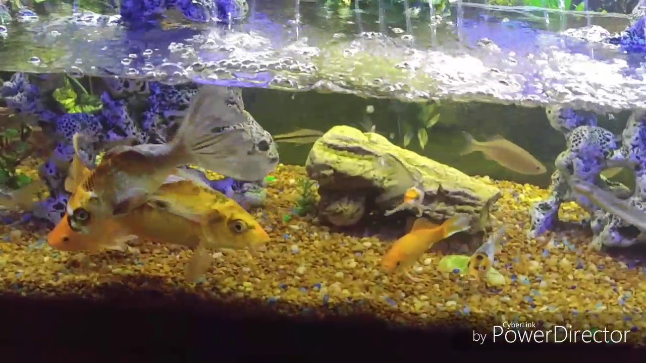 camera iphone 8 plus apk Waterchanges