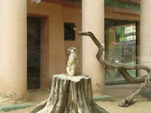 ANDREA en BUENOS AIRES - Zoológico - Suricatas