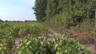 Restoring Cropland Habitat by South Carolina NRCS Conservation Videos 557 views 10 years ago 4 minutes, 20 seconds