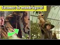 Que puedes hacer en HOGWARTS LEGACY que APAREZCA en las películas de HARRY POTTER