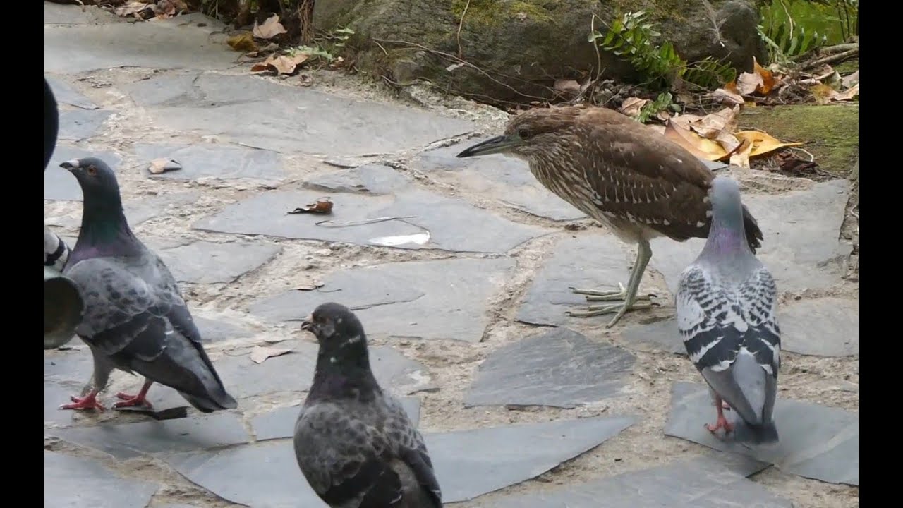 ベンチに向かうホシゴイや鳩達 @台北・二二八和平公園 / Juvenile night heron and pigeons heading to the bench @Taipei 228 Park
