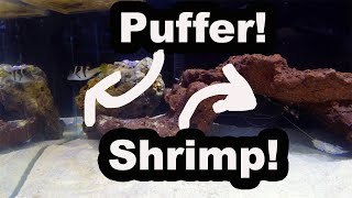 How to Keep Saltwater Predator Fish in a Reef Tank | Reef Safe Puffer