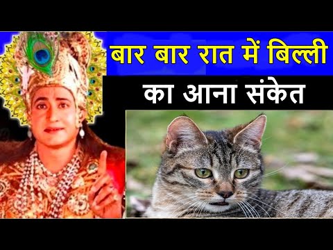 वीडियो: मेरी बिल्ली पूरी रात म्याऊ क्यों करती है?