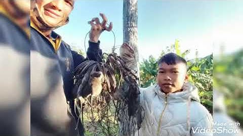 Đi thăm bây chuôt va soc buôi sang