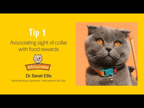 ვიდეო: როგორ ავიცილოთ კატები ტყავის დივნის გაფრქვევა: 12 ნაბიჯი