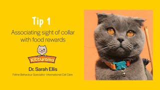 How to get a cat get used to wearing a collar