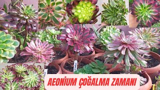 Aeonium Çoğaltma Zamanıaeonıum Çeliklerini Nasıl Köklendiriyorum