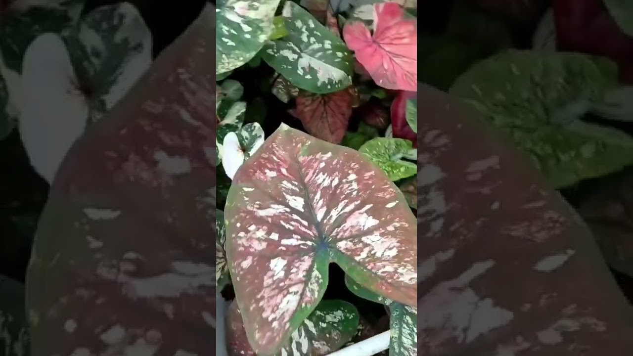 Caladium Hybrid  
