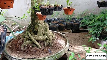 Bán loạt cây lộc vừng lâu năm, bệ, thân KHỦNG 0977973535