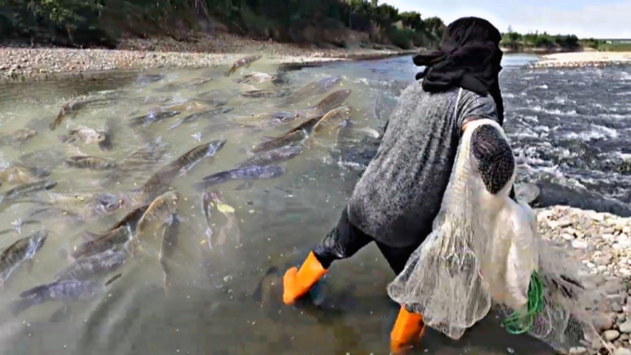 Dito Naipon Sila Sa Rumaragasa,Isa Isa Tinamaan Sa Buntot Ulo ,Sa Dami Nila Nagtago Sa Batohan 