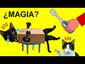 Gato vs hombre que hace cosas con gatos graciosos Luna y Estrella / Videos de gatitos