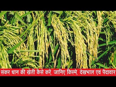 वीडियो: संकर फसल क्या है?