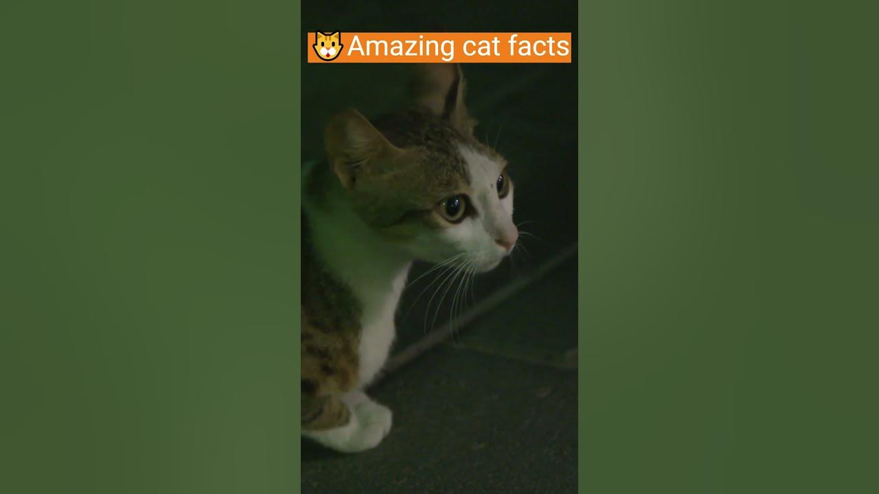 Meows and More How Many Different Sounds Can Cats Make? (shorts