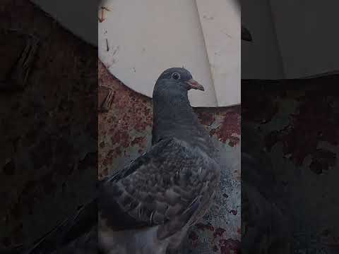 14 February 2026 by Armaan loves Pigeon