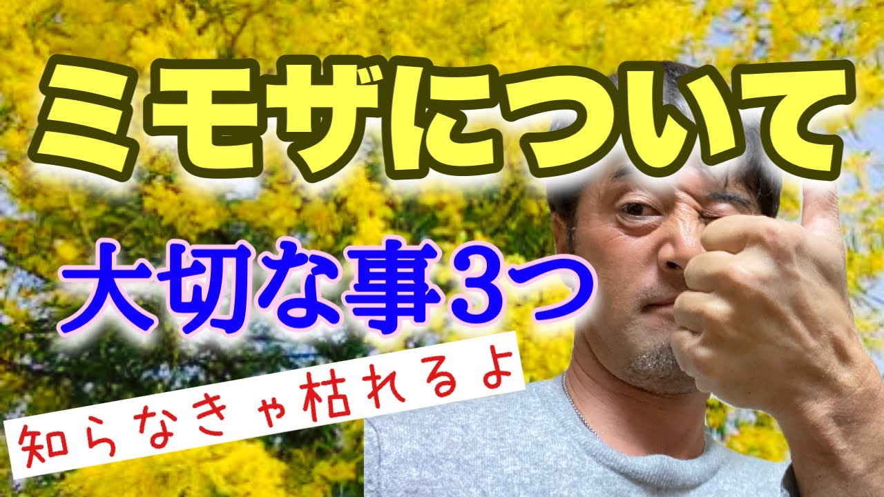 emmaミモザ切り枝 春の訪れを彩るミモザの枝 切り花 - 50～60cmの鮮やかなイエロー