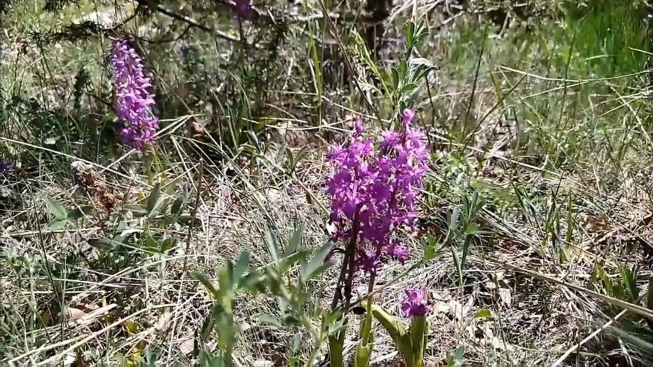 Köyümüzde yetişen yabani otlar 