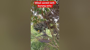 mikat burung sirtu sambil latih aga makin gacor dan makin mewah
