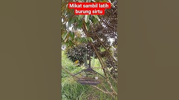 mikat burung sirtu sambil latih aga makin gacor dan makin mewah