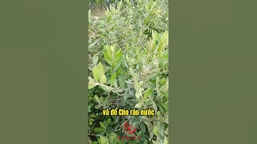 Cách dùng cây cúc tần chữa sỏi thận hiệu quả đến ngỡ ngàng  #nakifa #food#suckhoe