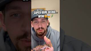 RARE CAVE GECKO 🤯 #viral#foryou#fyp#fy#fypシ゚viral#fypシ#fypage#short#gecko#reptiles#pet#pets