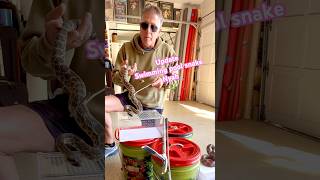 Swimming Pool snake “Nyah” update. It’s been one week #news #snake #youtube #reels #nature #video