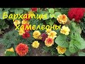 Удивительные бархатцы - хамелеоны | Про Сад с Любовью