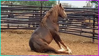 When God sends you a funny horse 😂FUNNIEST HORSE EVER 2024!