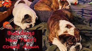How bulldogs do their New Year's Count Down?#RockyTheBulldog-Feb14 by RockyTheBulldog 692 views 4 months ago 4 minutes, 35 seconds