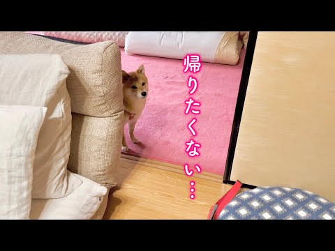 1週間お世話になった実家から帰りたくないと言い張る柴犬が可愛い