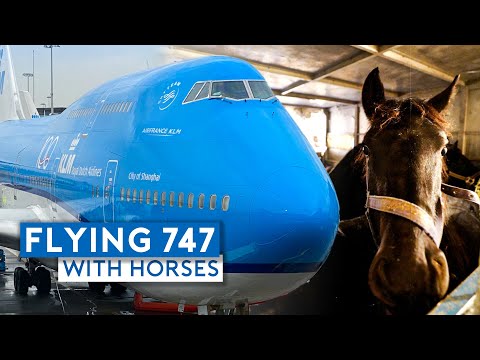 Flying KLM B747-400 Combi with Horses!