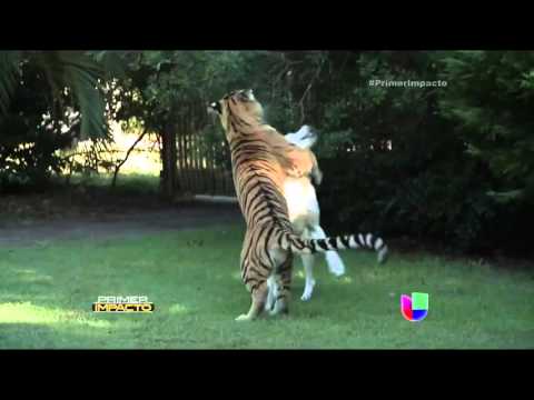 El Mundo Real Video