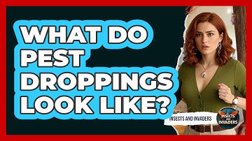 What Do Pest Droppings Look Like? - Insects and Invaders