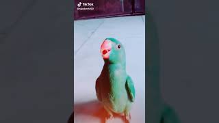 Teri Peri Peri do Akhiyan