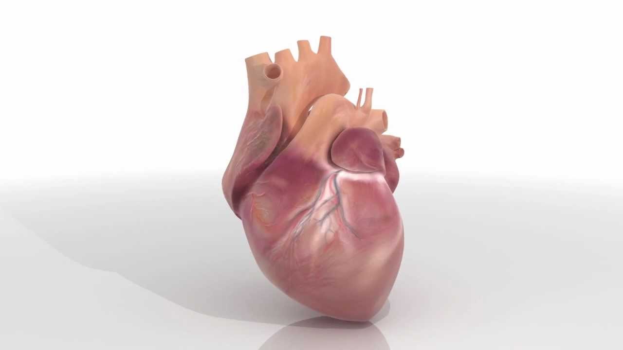 Corazón 3d Anatomía