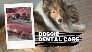 Should I Get My Dog's Teeth Cleaned? by Live Breathe Dogs 448 views 4 years ago 7 minutes, 25 seconds