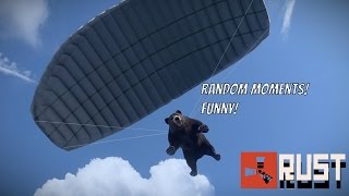BEARS! Random Moments! [Rust]