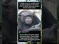 Chimp’s Secret Gesture & Gorilla Wrestling! ✨ Primate Bonds#PrimateBehavior #GorillaWrestling