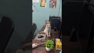 #smart cat #highlights #cat #ekmotahathighumechala #babycat