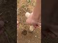 Young farmingtools#farmlife #gardening #agro #asmr #agriculture #satisfying #villagelife #nobatidao