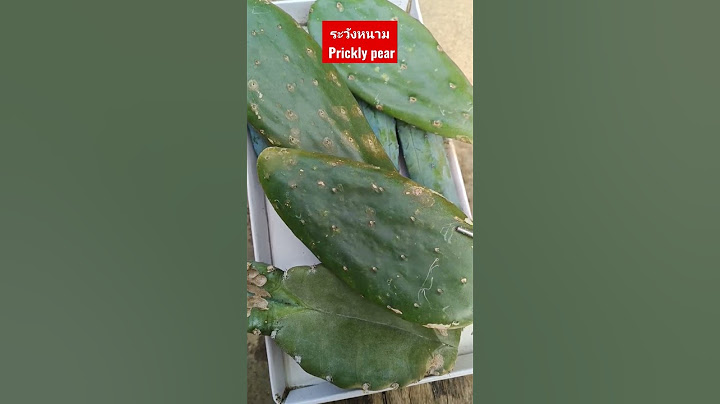 ระวังอันตรายจากหนามของแคคตัส Prickly pear หนามอาจมองไม่เห็นแต่มีหนามเล็กๆ ทำให้เจ็บและคันมาก