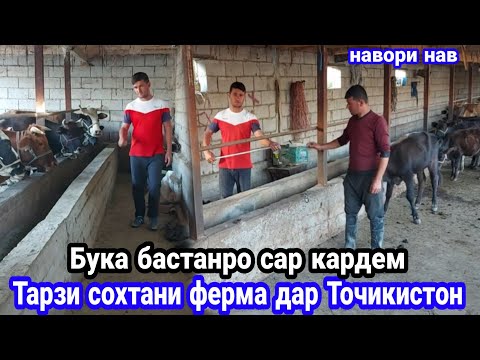 Тарзи сохтани Ферма дар Точикистон, Бука бастана сар кардем, #Дехконбача,   28 сентября 2023 г.