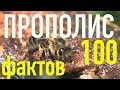 100 фактов о ПРОПОЛИСЕ (!!!) - лучшее природное лекарство!