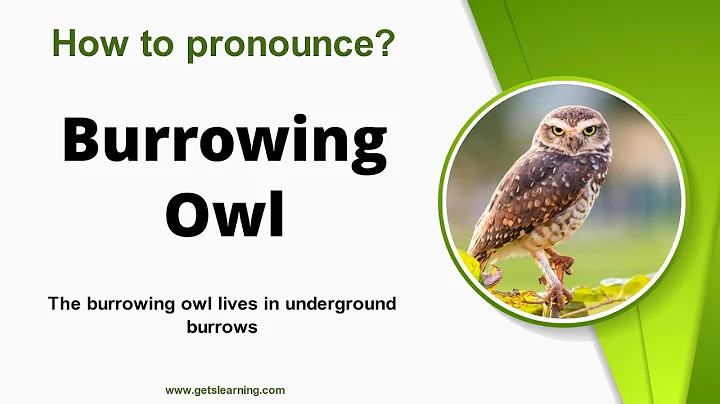 How to pronounce Burrowing Owl in English correctly