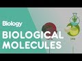 Biological Molecules | Cells | Biology | FuseSchool