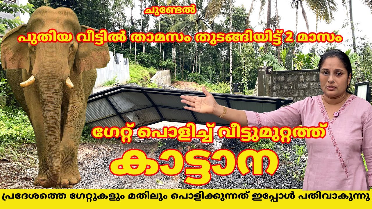 ഗേറ്റ് പൊളിച്ച് മുറ്റത്ത്  കാട്ടാന , ഗേറ്റുകളും മതിലും പൊളിക്കുന്നത്പതിവാകുന്നു #elephant #wayanad