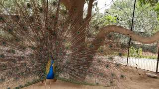 ময়ুর পেখম মেলে Peacock spreading feathers