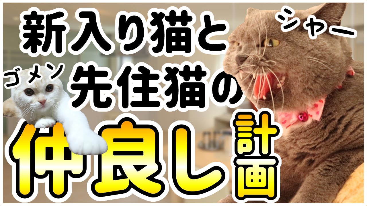 先住猫の威嚇はいつまで続くの 期間が長い理由と相性を徹底解説 ねこ専門お悩み解決ブログ