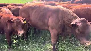 Bull mob locked onto farthest paddock from watering point for 8 hours.